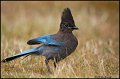 _0SB4632 stellers jay